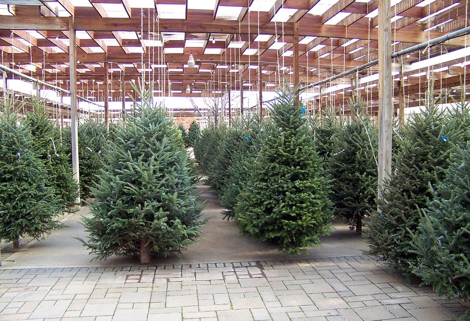 Brabantse kerstbomen handel levert gratis aan huis