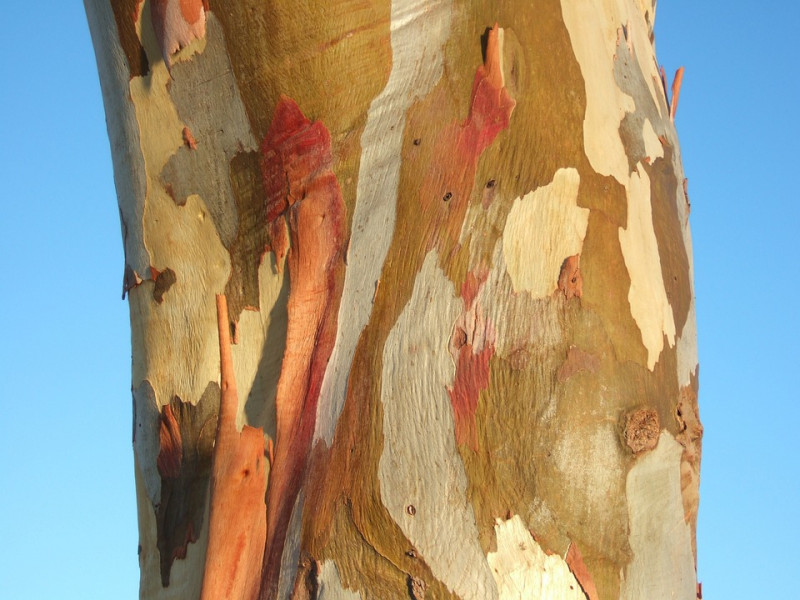 Schorslaag-verkleuring-afbladeren-boomsoorten-herkennen-stam-boomstam-bladeren-vergroeiing