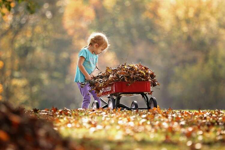 Afbeelding bij 10 Kleurrijke herfstplanten voor het najaar