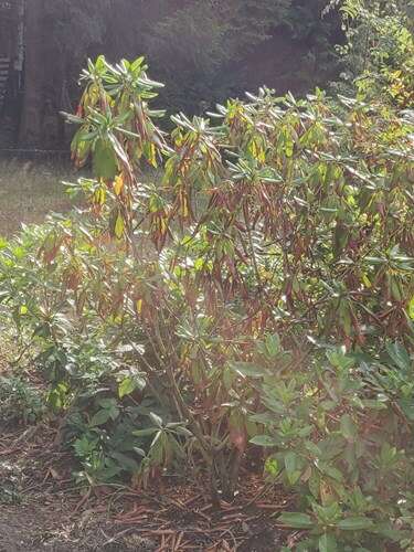 Afbeelding bij Aangeplante rhododendrons worden bruin