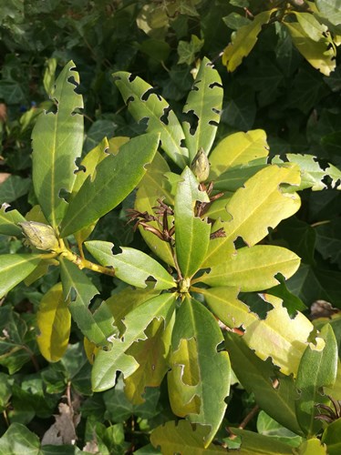Afbeelding bij Aangevreten bladeren Rhododendron 