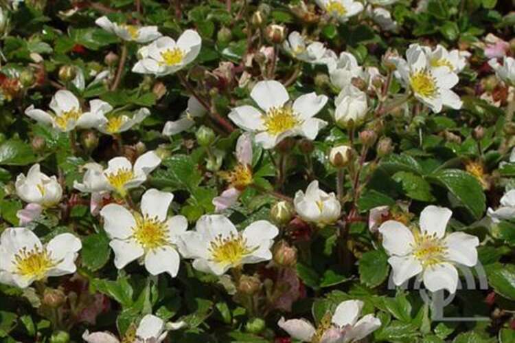 Afbeelding bij Sieraardbei - Fragaria chiloensis 