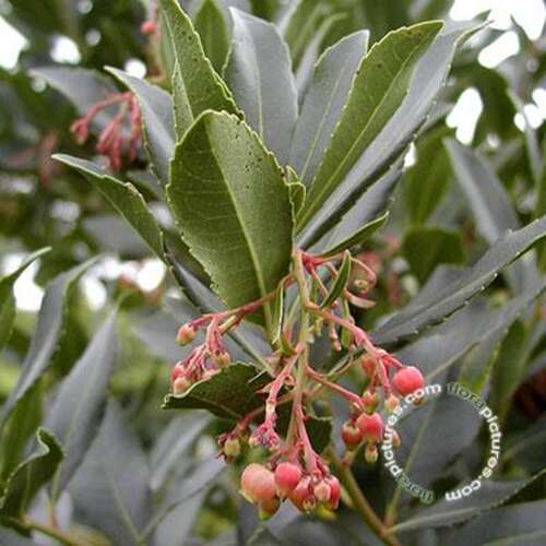 Afbeelding bij Aardbeiboom - Arbutus unedo 