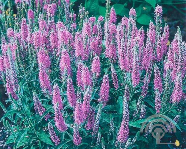 Afbeelding bij Aarereprijs - Veronica spicata &#039;Heidekind&#039;