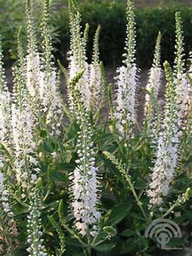Afbeelding bij Aarereprijs - Veronica spicata 'Icicle'