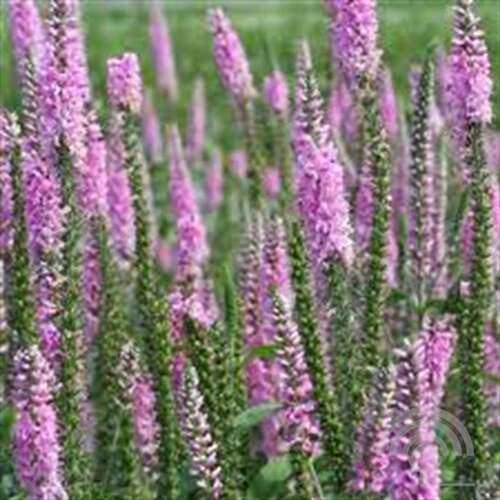 Afbeelding bij Aarereprijs - Veronica spicata &#039;Pink Damask&#039; 