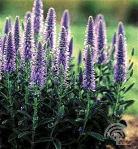 Afbeelding bij Aarereprijs - Veronica spicata &#039;Romiley Purple&#039; 
