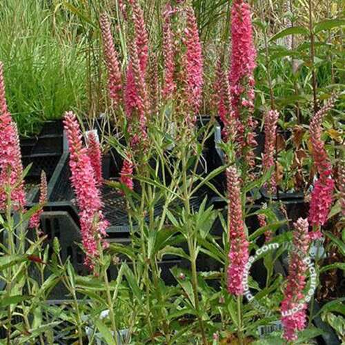 Afbeelding bij Aarereprijs - Veronica spicata &#039;Rotfuchs&#039; 