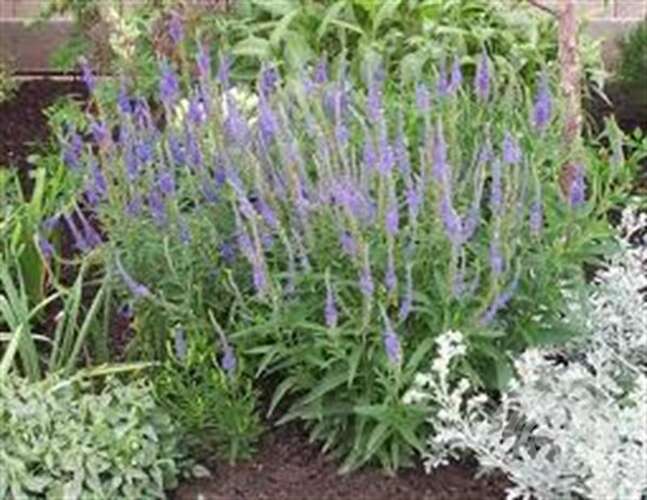 Afbeelding bij Aarereprijs - Veronica spicata subsp. incana 