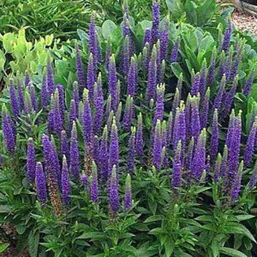 Afbeelding bij Aarereprijs - Veronica spicata 'Ulster Dwarf Blue'