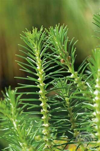 Afbeelding bij Aarvederkruid - Myriophyllum propium 