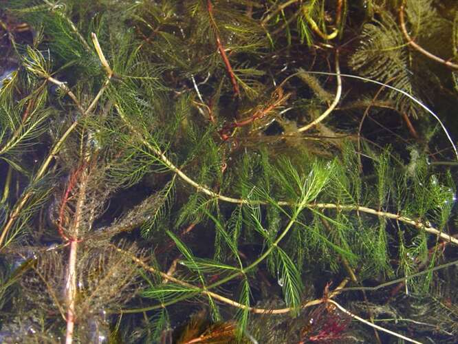 Afbeelding bij Aarvederkruid - Myriophyllum spicatum