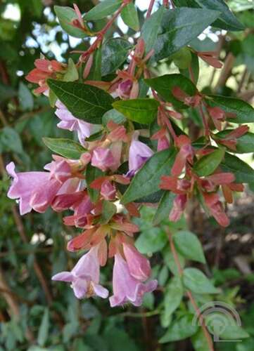 Afbeelding bij Abelia - Abelia Grandiflora