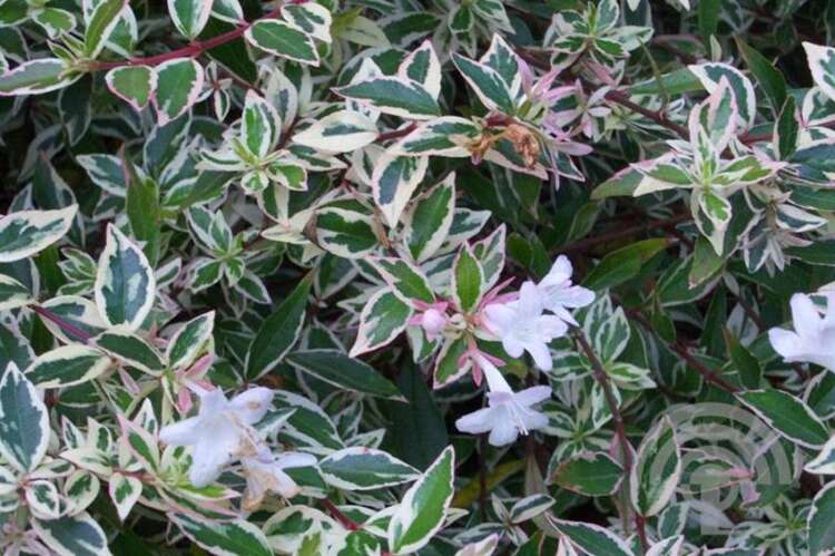 Afbeelding bij Abelia - Abelia Grandiflora &#039;Confetti&#039; 