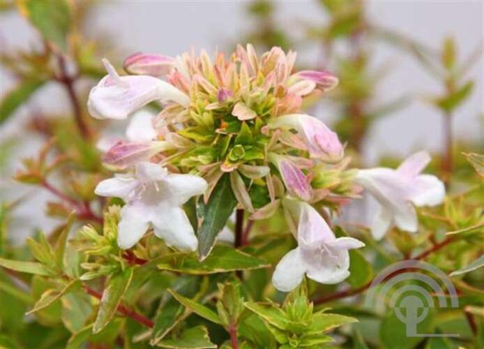 Afbeelding bij Abelia - Abelia Grandiflora 'Happy Daydream'