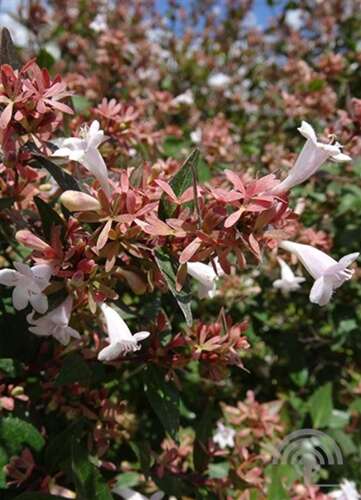 Afbeelding bij Abelia - Abelia Grandiflora 'Mystic Daydream'