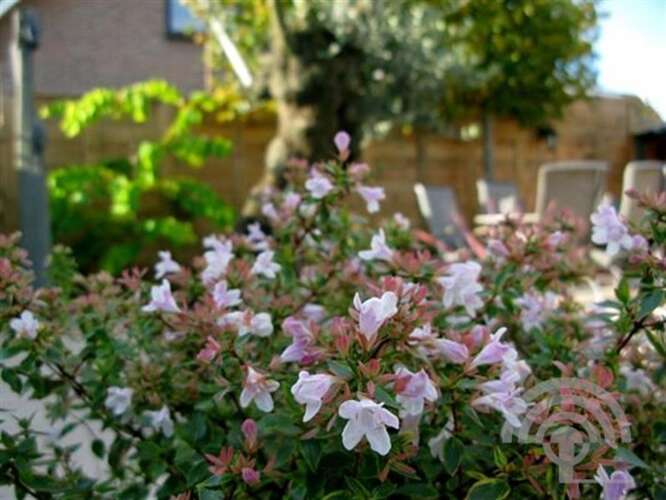 Afbeelding bij Abelia - Abelia Grandiflora &#039;Sunshine Daydream&#039; 