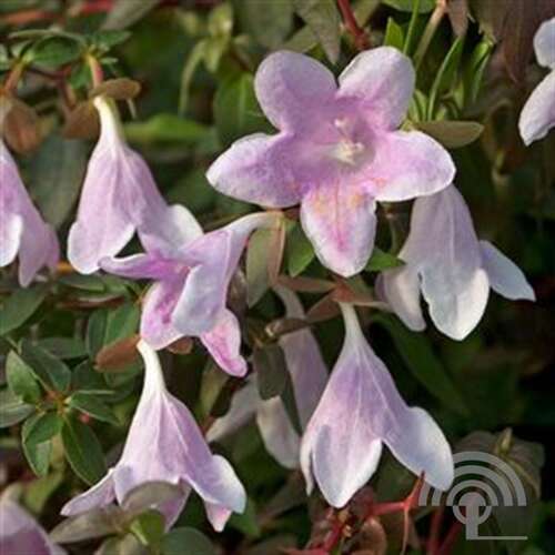 Afbeelding bij Abelia - Abelia 'Pinky Bells Lynn' ®