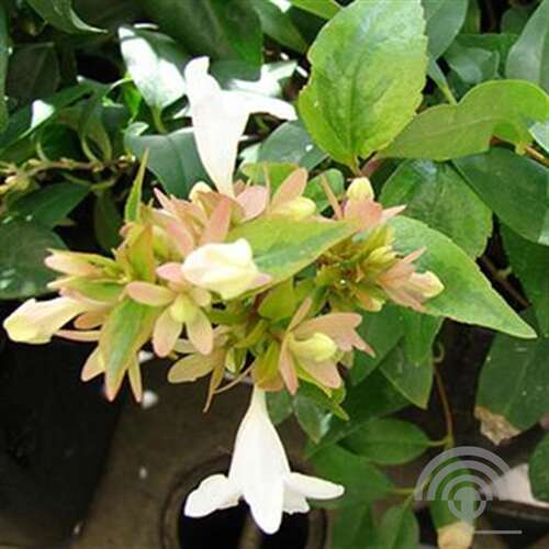 Afbeelding bij Abelia - Abelia Grandiflora &#039;Kaleidoscope&#039;