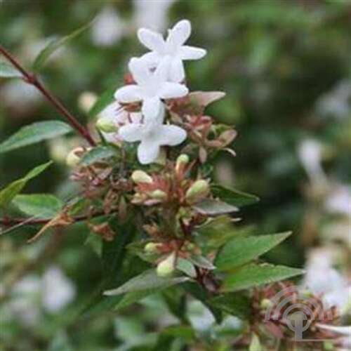 Afbeelding bij Abelia - Abelia Grandiflora 'Sherwood'