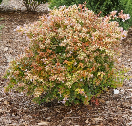 Afbeelding bij Abelia (soort)