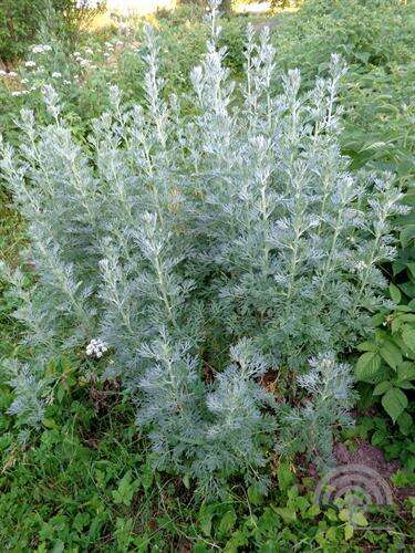 Afbeelding bij Absintalsem (Artemisia Absinthium)