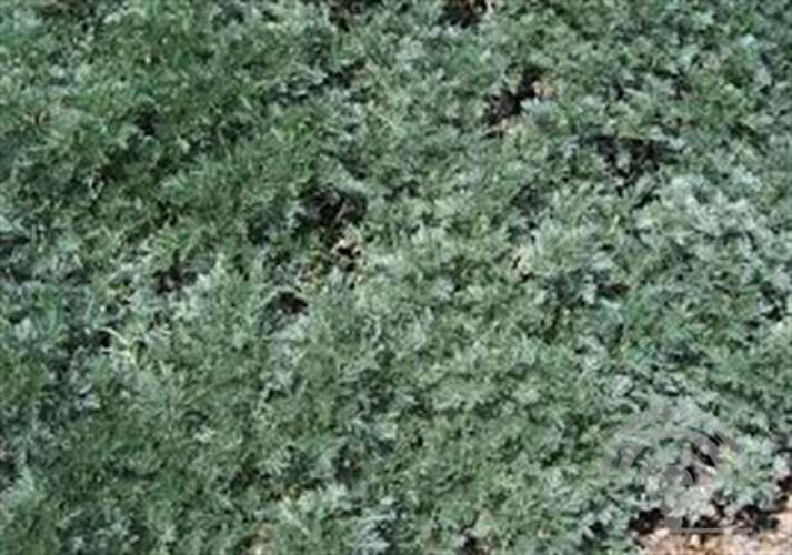 Afbeelding bij Absintalsem (Artemisia) &#039;Powis Castle&#039; 