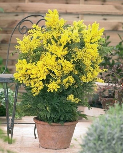 Afbeelding bij Acacia dealbata / Mimosa plant