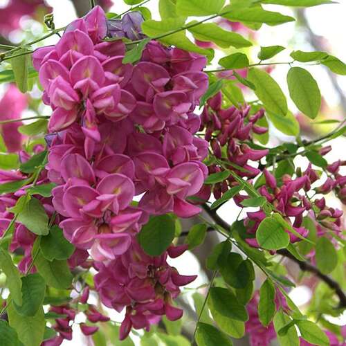 Afbeelding bij Acacia - kleur rood - roze - Robinia mar. &#039;Casque Rouge&#039; 
