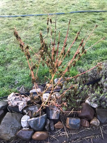 Afbeelding bij Acer laat na aanplant blad vallen