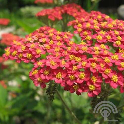 Afbeelding bij Duizendblad - Achillea Millefolium 'Paprika'