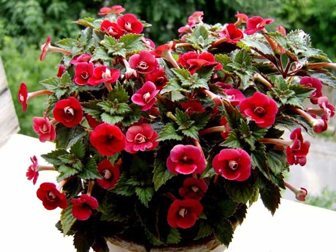 Afbeelding bij Achimenes / Weduwetranen soorten & plantinformatie