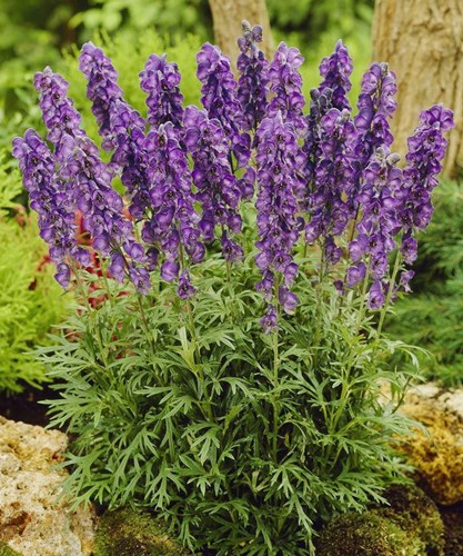 Aconitum / Monnikskap (soort)