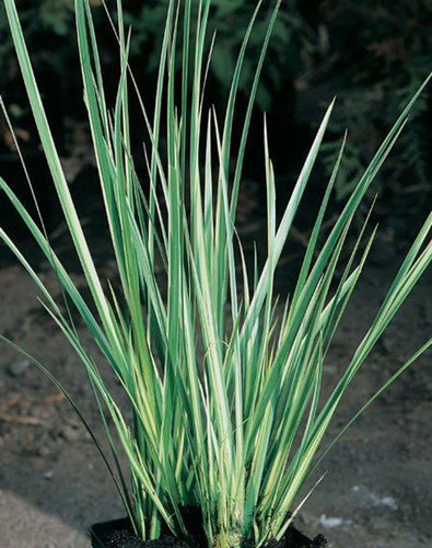 Afbeelding bij Acorus calamus / Kalkmoes  (uitgebreide plantenfiche)