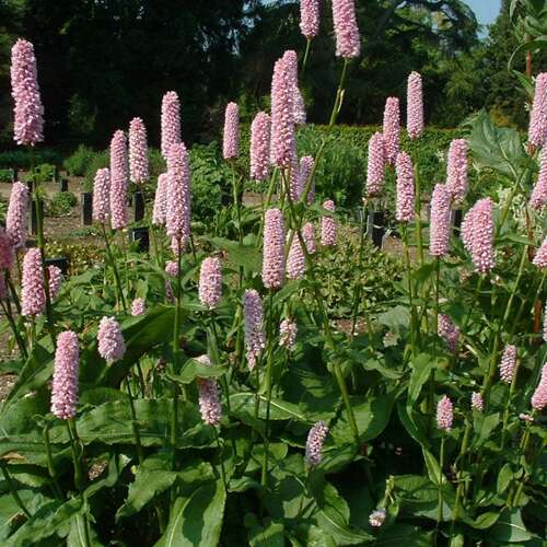 Afbeelding bij Adderwortel - Persicaria bistorta