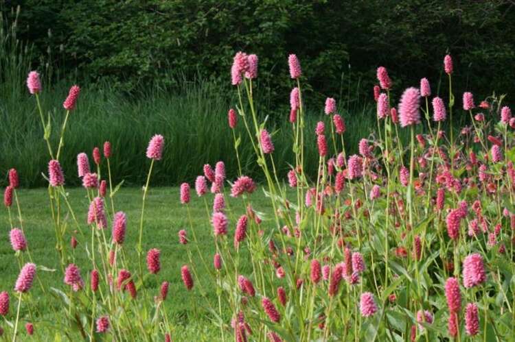 Afbeelding bij Adderwortel - Persicaria bistorta &#039;Carnea&#039;