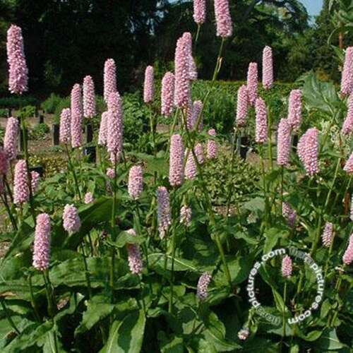 Afbeelding bij Adderwortel - Persicaria bistorta 'Superba'