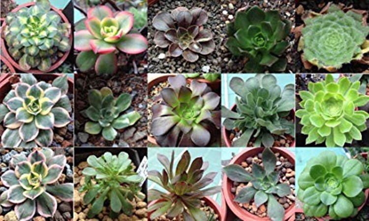 Afbeelding bij Aeonium