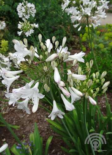 Afbeelding bij Afrikaanse lelie  (Agapanthus Africanus)
