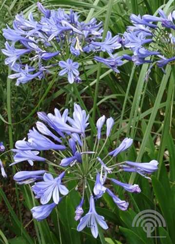 Afbeelding bij Afrikaanse Lelie (Agapanthus Africanus) 'Albus'  