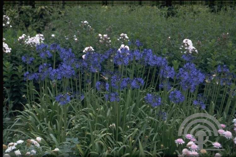 Afbeelding bij Afrikaanse lelie (Agapanthus) 'Donau' 