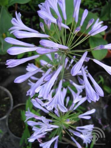 Afbeelding bij Afrikaanse Lelie (Agapanthus) 'Dr. Brouwer' 