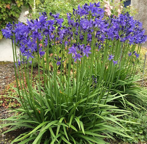 Afbeelding bij Agapanthus (soort)