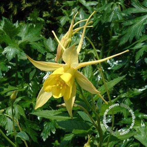 Afbeelding bij Akelei (Aquilegia Chrysantha) 'Yellow Queen'