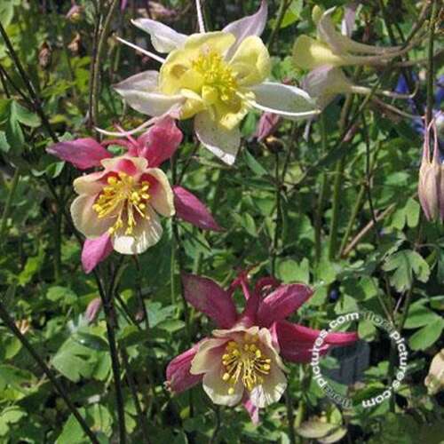 Afbeelding bij Akelei (Aquilegia) &#039;McKana Hybrids&#039;