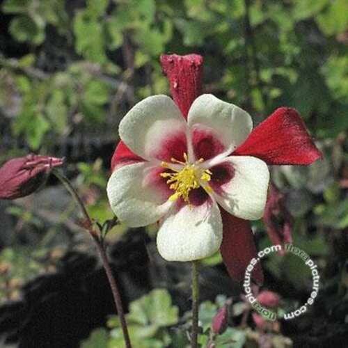 Afbeelding bij Akelei - Aquilegia 'Crimson Star'