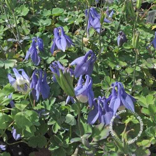 Afbeelding bij Akelei flabellata. 'Ministar'