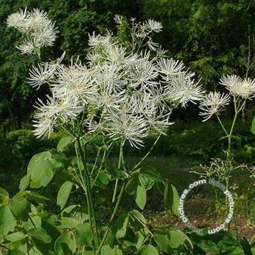 Afbeelding bij Akeleiruit - Thalictrum aquilegifolium &#039;Album&#039;  