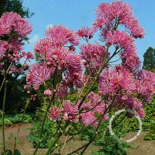 Afbeelding bij Akeleiruit - Thalictrum aquil. &#039;Thundercloud&#039; 