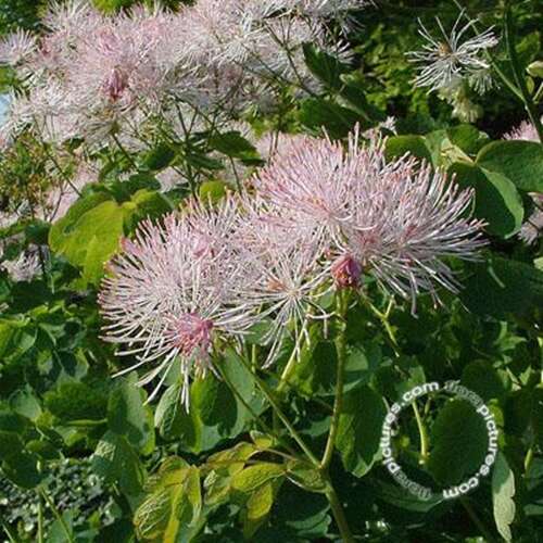 Afbeelding bij Akeleiruit - Thalictrum aquilegifolium 
